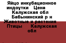 Яйцо инкубационное индоутки › Цена ­ 70 - Калужская обл., Бабынинский р-н Животные и растения » Птицы   . Калужская обл.